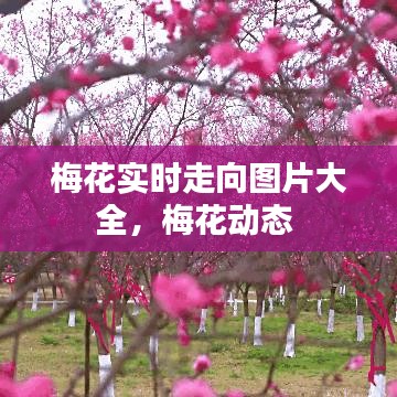 梅花實時走向圖片大全，梅花動態(tài) 