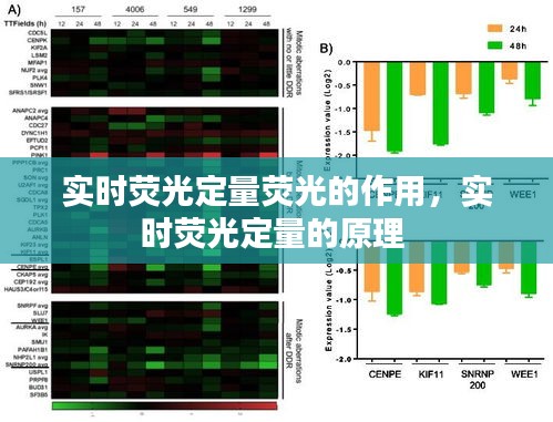 實(shí)時(shí)熒光定量熒光的作用，實(shí)時(shí)熒光定量的原理 