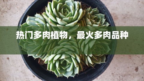 熱門多肉植物，最火多肉品種 