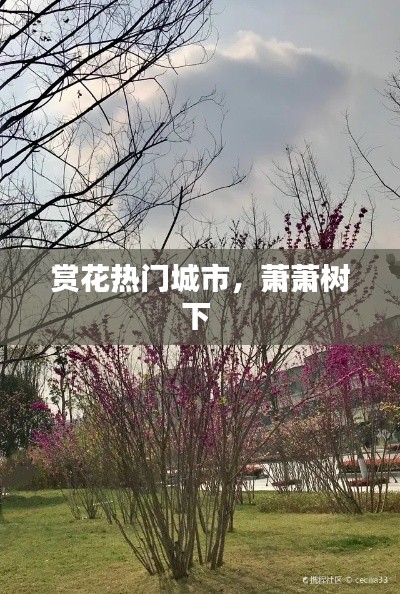 賞花熱門城市，蕭蕭樹下 