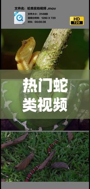 熱門蛇類視頻，播放蛇類的視頻 