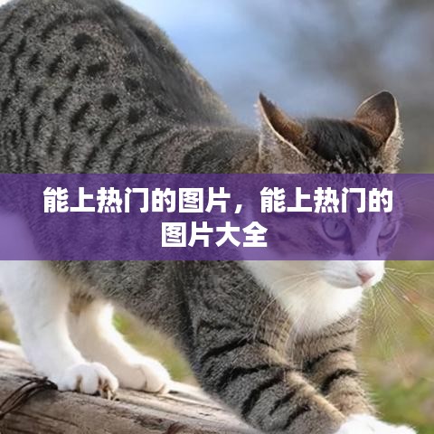 能上熱門的圖片，能上熱門的圖片大全 