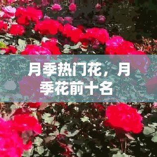 月季熱門花，月季花前十名 