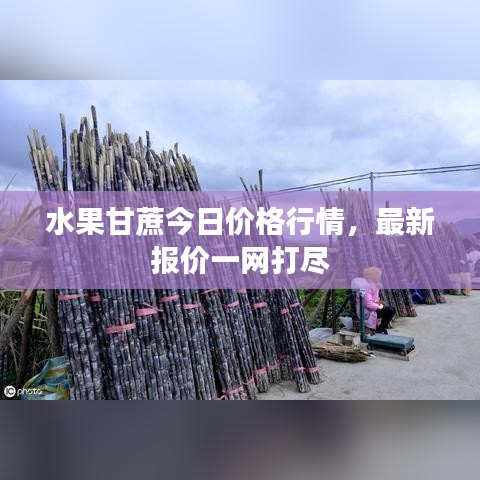水果甘蔗今日價格行情，最新報(bào)價一網(wǎng)打盡