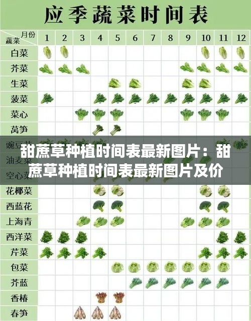 甜蔗草種植時間表最新圖片：甜蔗草種植時間表最新圖片及價格 