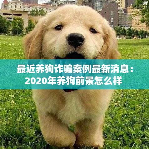 最近養(yǎng)狗詐騙案例最新消息：2020年養(yǎng)狗前景怎么樣 