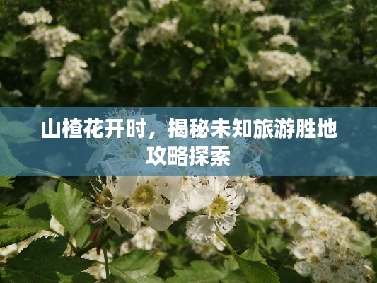 山楂花開時(shí)，揭秘未知旅游勝地攻略探索