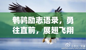 鵪鶉勵志語錄，勇往直前，展翅飛翔的夢想之旅