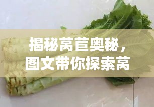 揭秘萵苣奧秘，圖文帶你探索萵苣的世界