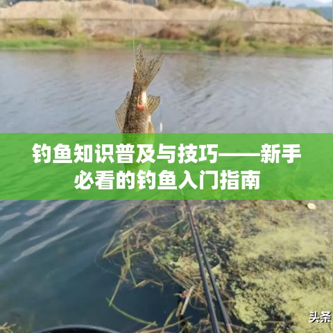 釣魚知識普及與技巧——新手必看的釣魚入門指南