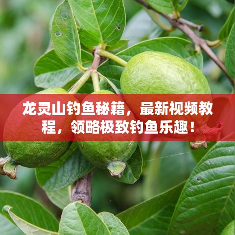 龍靈山釣魚秘籍，最新視頻教程，領(lǐng)略極致釣魚樂趣！