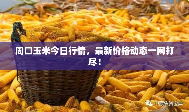 周口玉米今日行情，最新價格動態(tài)一網(wǎng)打盡！