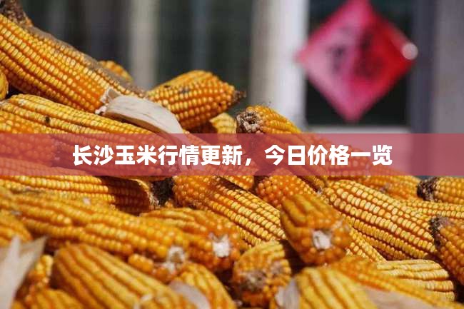 長(zhǎng)沙玉米行情更新，今日價(jià)格一覽