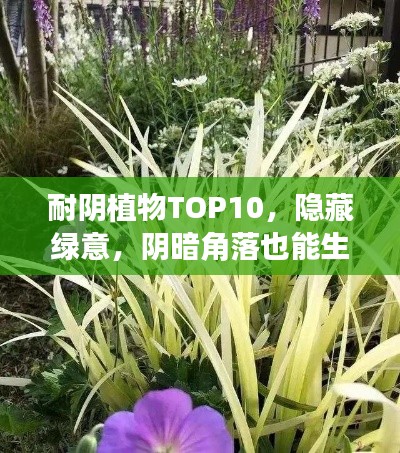 耐陰植物TOP10，隱藏綠意，陰暗角落也能生機勃勃