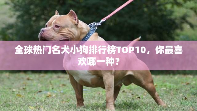 全球熱門名犬小狗排行榜TOP10，你最喜歡哪一種？