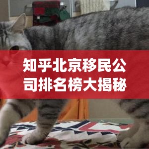知乎北京移民公司排名榜大揭秘，權(quán)威解讀與深度剖析