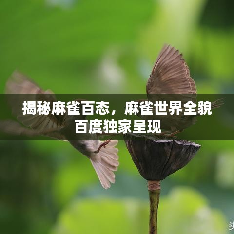 揭秘麻雀百態(tài)，麻雀世界全貌百度獨家呈現(xiàn)