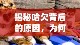 揭秘哈欠背后的原因，為何人類會(huì)頻繁打哈欠？