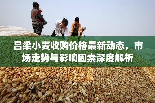 呂梁小麥?zhǔn)召弮r格最新動態(tài)，市場走勢與影響因素深度解析