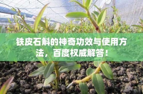 鐵皮石斛的神奇功效與使用方法，百度權(quán)威解答！