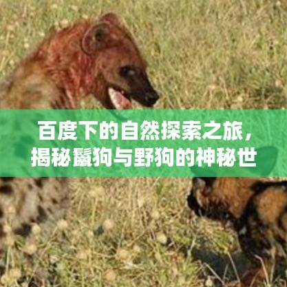 百度下的自然探索之旅，揭秘鬣狗與野狗的神秘世界