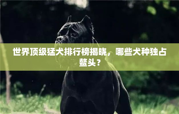 世界頂級(jí)猛犬排行榜揭曉，哪些犬種獨(dú)占鰲頭？