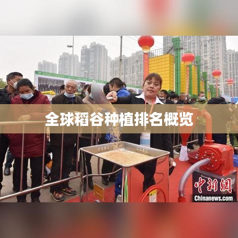 全球稻谷種植排名概覽