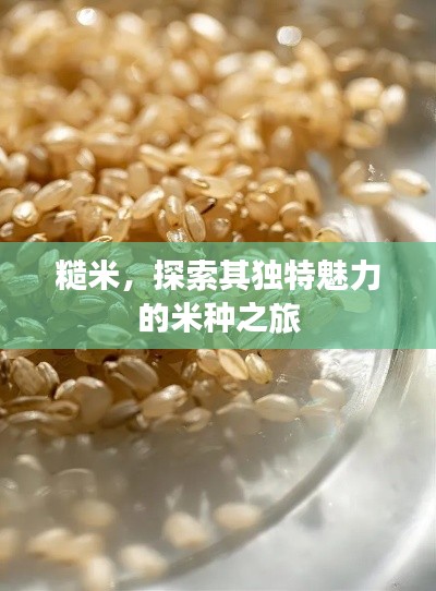 糙米，探索其獨(dú)特魅力的米種之旅