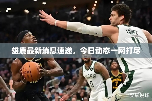 雄鹿最新消息速遞，今日動(dòng)態(tài)一網(wǎng)打盡