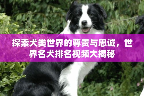 探索犬類世界的尊貴與忠誠，世界名犬排名視頻大揭秘