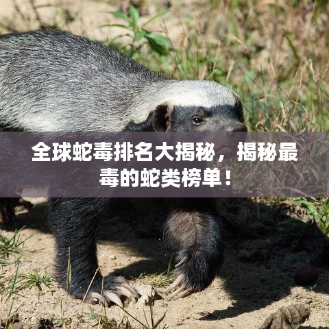 全球蛇毒排名大揭秘，揭秘最毒的蛇類(lèi)榜單！