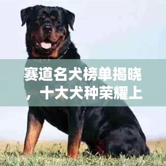 賽道名犬榜單揭曉，十大犬種榮耀上榜！