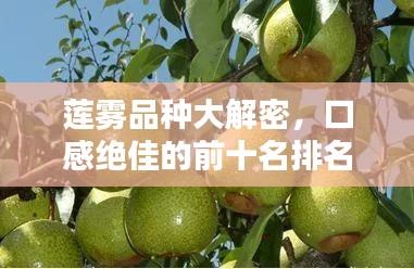 蓮霧品種大解密，口感絕佳的前十名排名，吃貨必知！