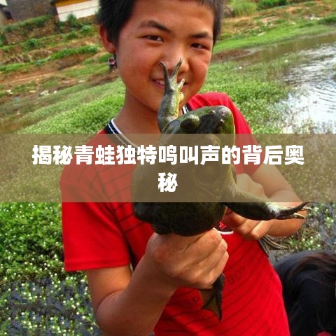 揭秘青蛙獨(dú)特鳴叫聲的背后奧秘