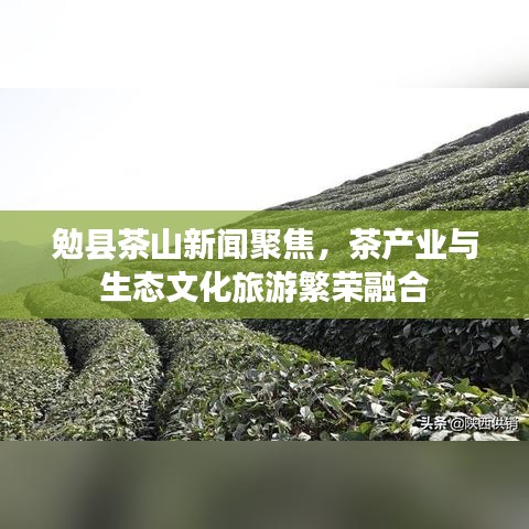 勉縣茶山新聞聚焦，茶產(chǎn)業(yè)與生態(tài)文化旅游繁榮融合