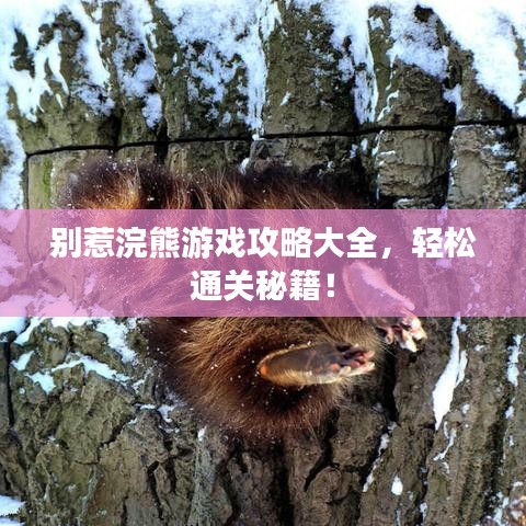 別惹浣熊游戲攻略大全，輕松通關(guān)秘籍！